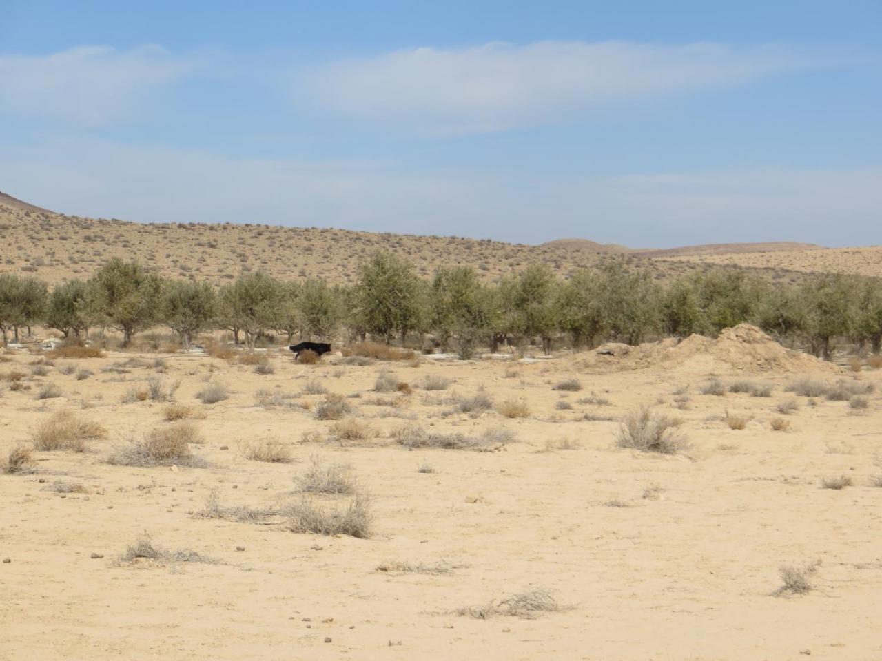 Succah In The Desert Mitzpe Ramon Exterior photo